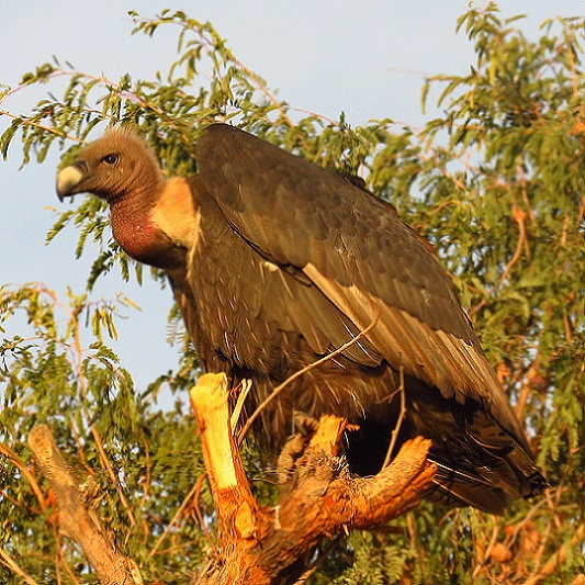 Flora And Fauna In The Thar Desert | Sahapedia