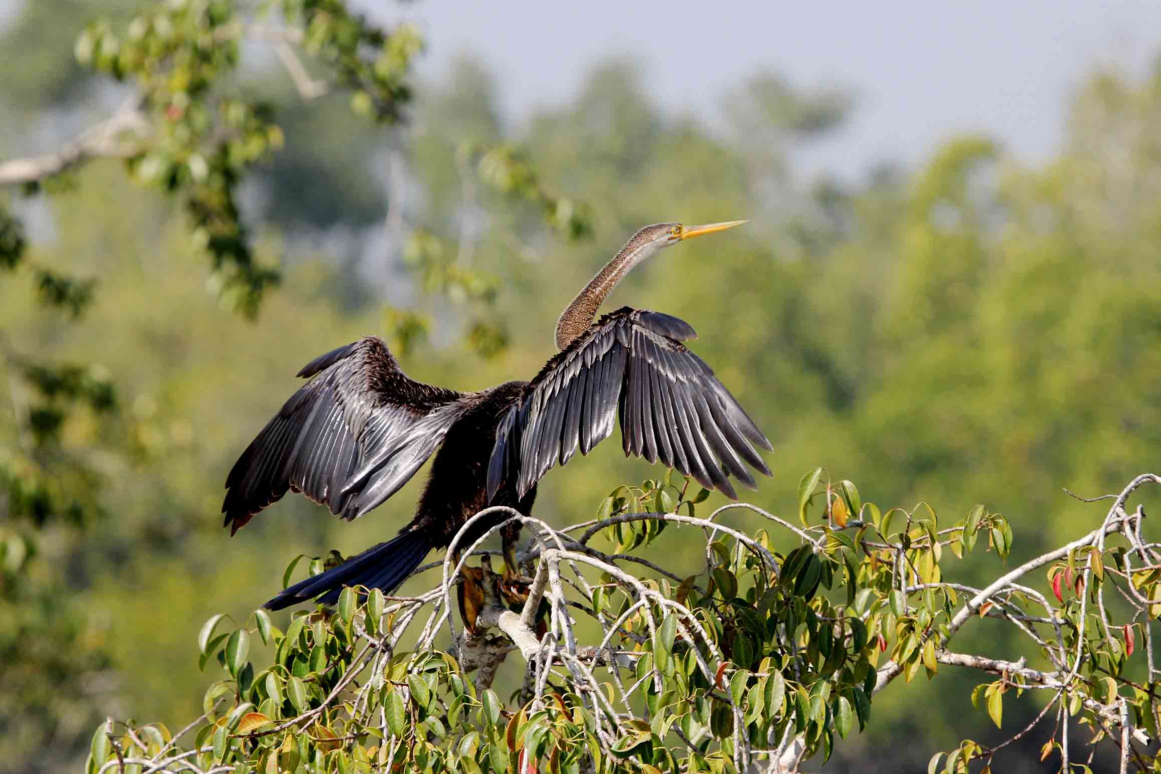 Flora and Fauna of Sundarbans | Sahapedia