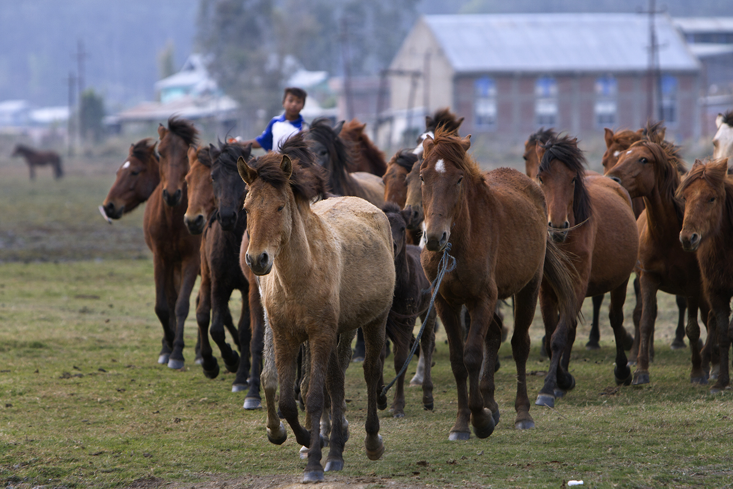 Manipuri Ponies And Origins Of Polo Sahapedia