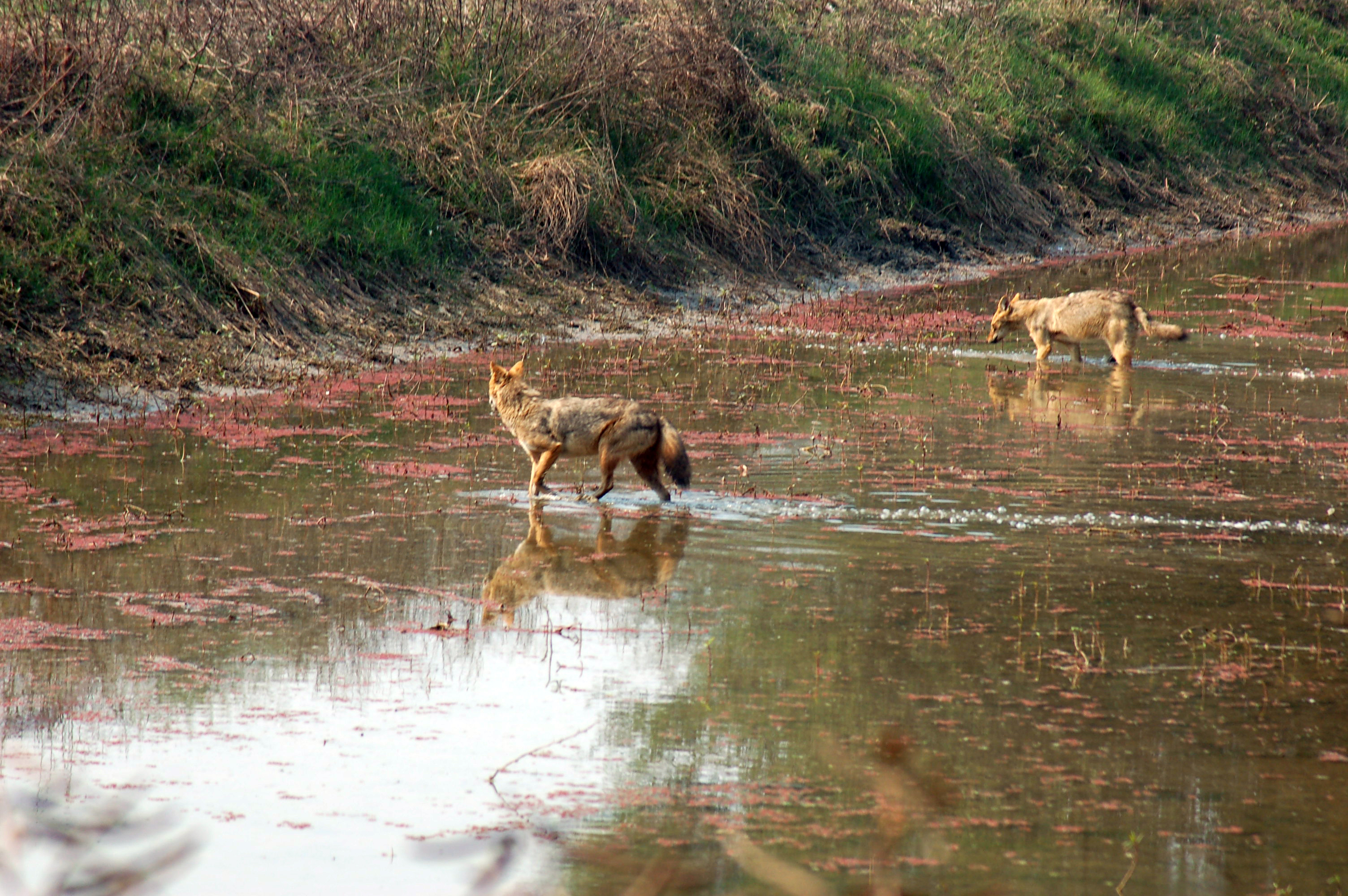 keoladeo-national-park-sahapedia