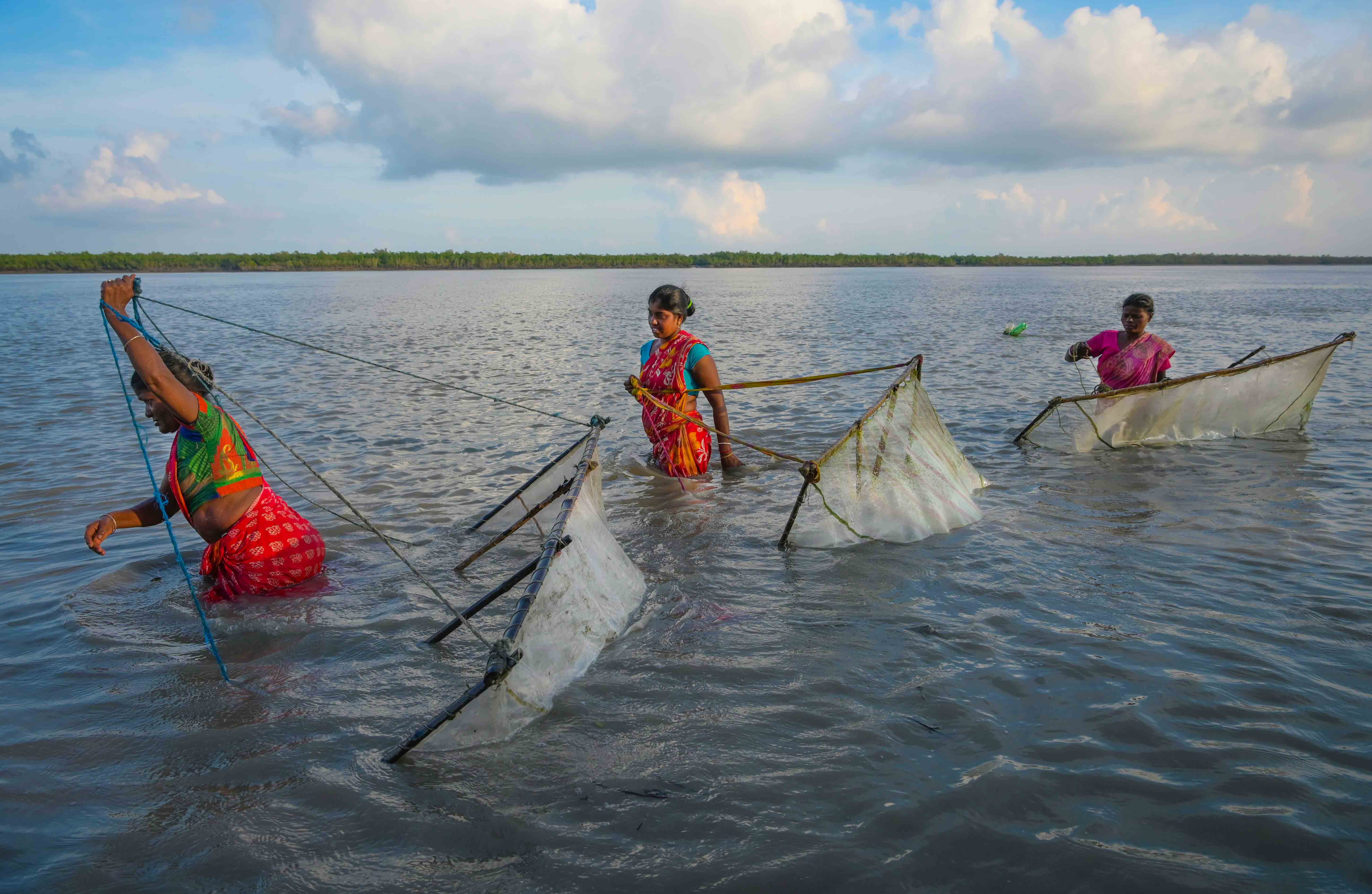 Meendhara: Tiger Shrimp Harvesting in the Sunderbans | Sahapedia