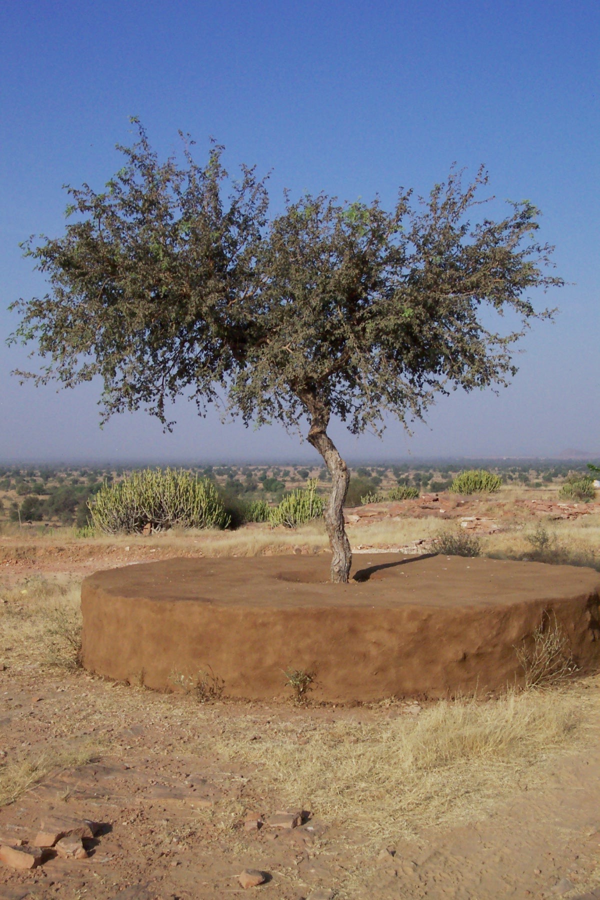 plants-of-the-thar-desert-sahapedia