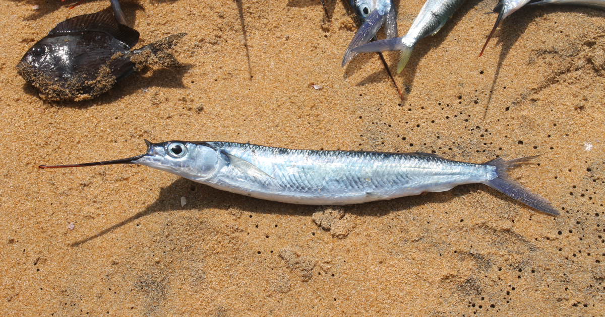 Fishes of Thiruvananthapuram Coast | Sahapedia