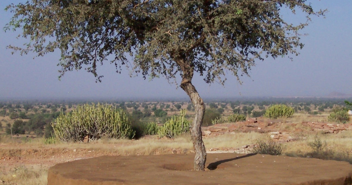 Plants of the Thar Desert | Sahapedia