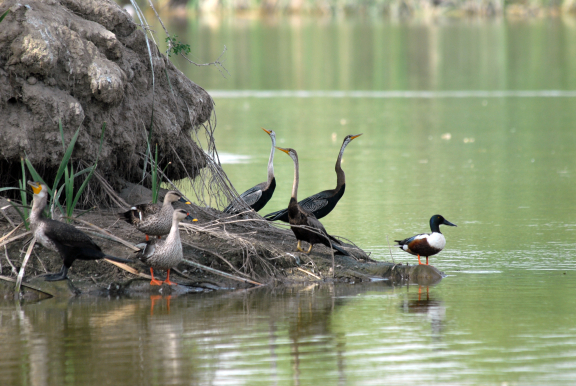 Yamuna Biodiversity Park | Sahapedia