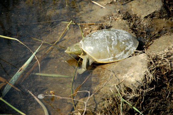 Yamuna Biodiversity Park | Sahapedia