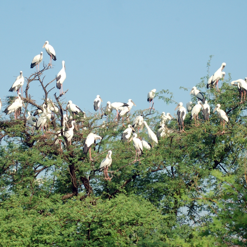 India, Rajasthan, Bharatpur, Keoladeo National Park (or Keoladeo Ghana National  Park), a UNESCO World Heritage Site, is home to about 230 bird species,  painted storks (Mycteria leucocephala Stock Photo - Alamy