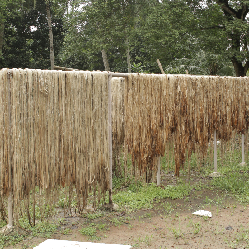 use of jute fibre